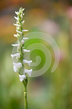 Nodding ladyâs tresses Spiranthes cernua, fragrant white inflorescence photo